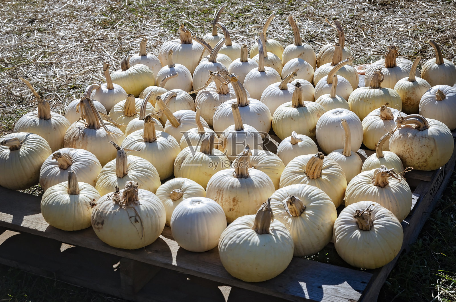 阿拉巴马州莫比尔出售的白色南瓜作为万圣节装饰照片摄影图片