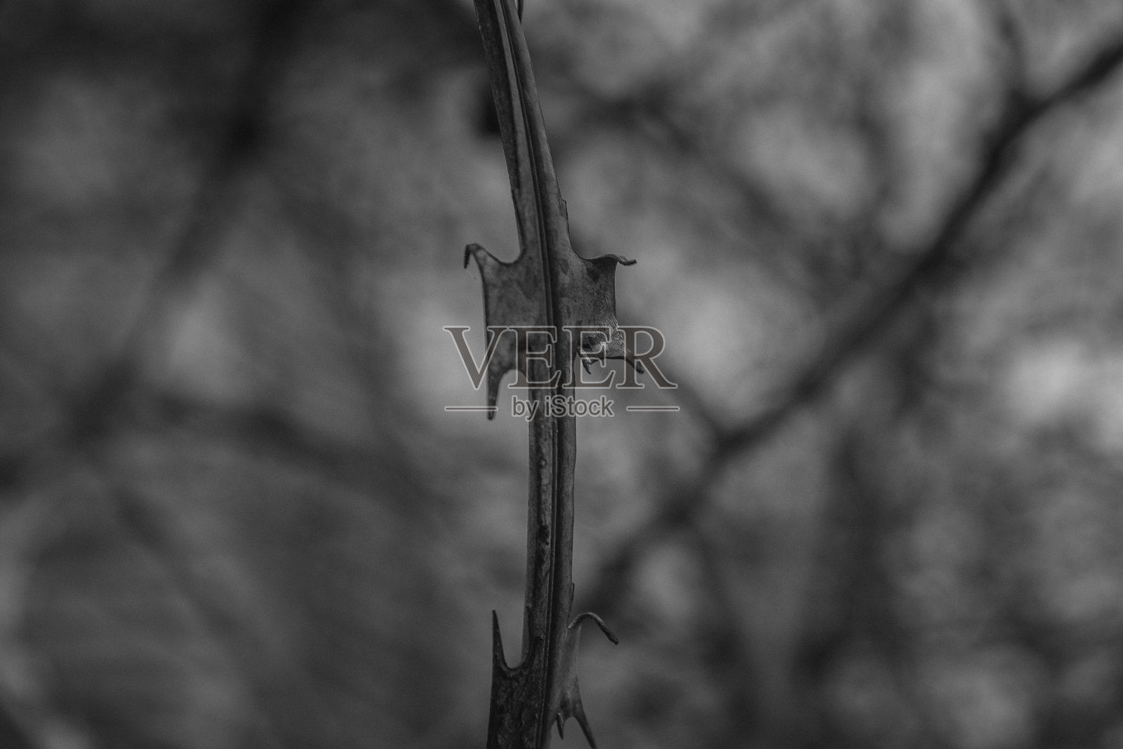 黑白色的树枝特写照片摄影图片