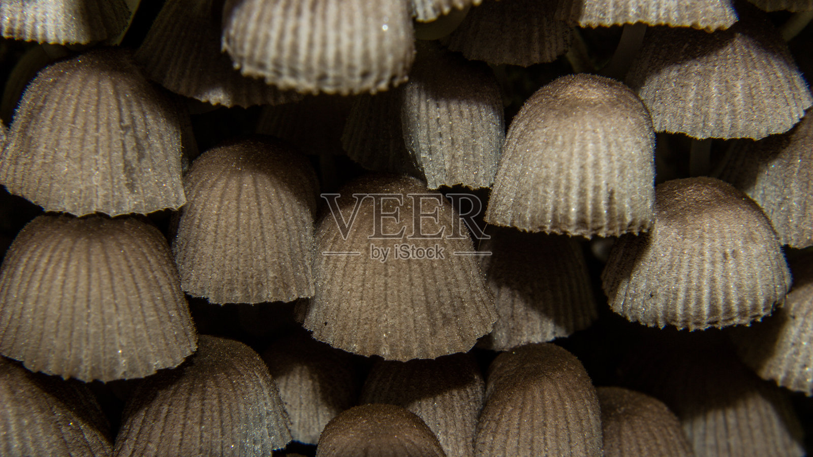 蘑菇采集照片摄影图片