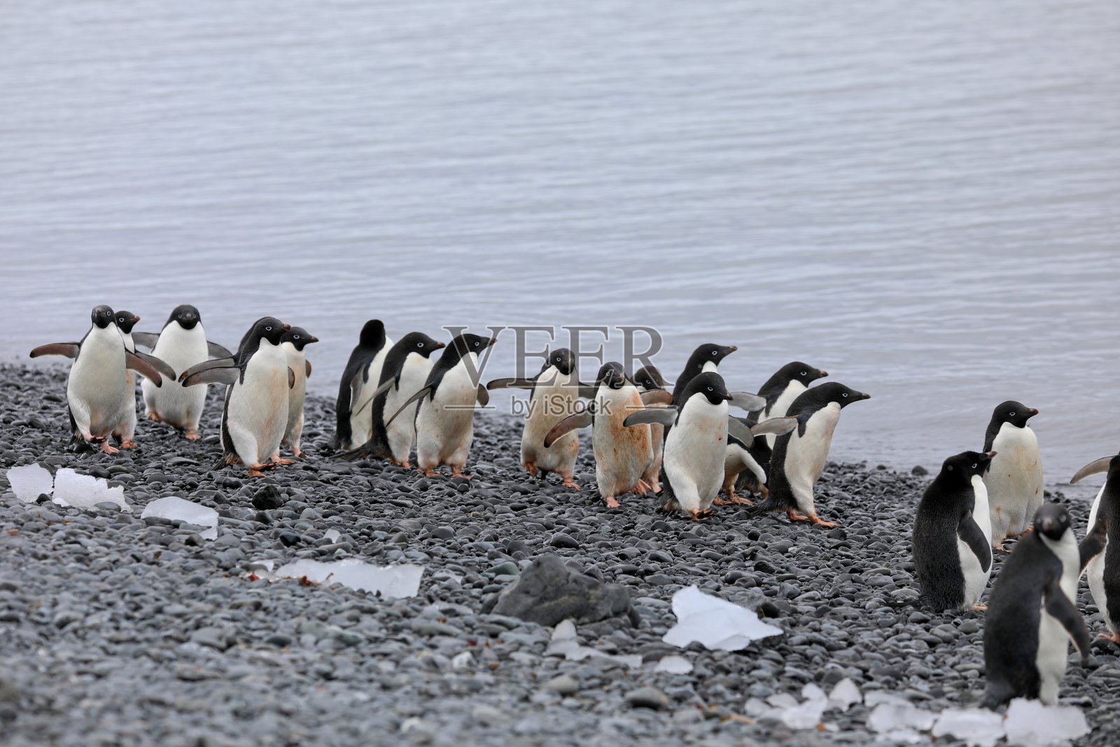 阿德利企鹅照片摄影图片