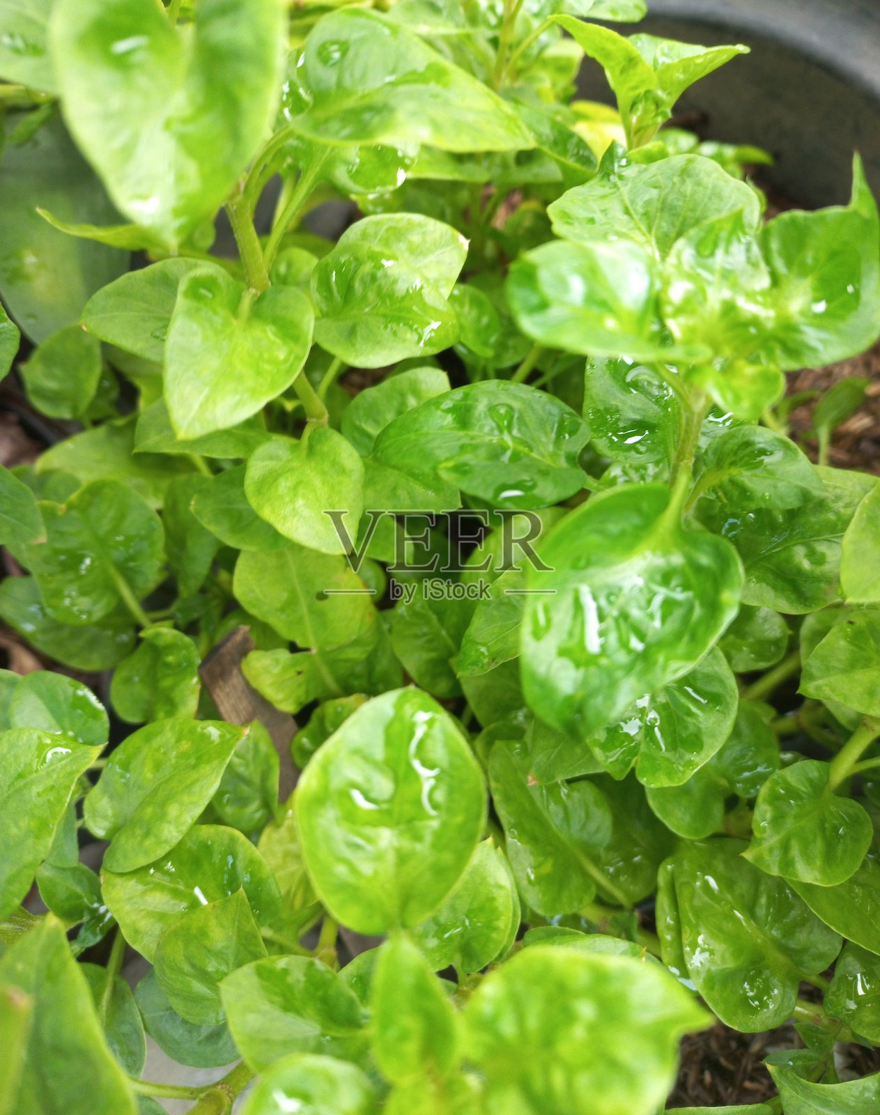 新鲜巴西菠菜或紫背天葵的绿色园艺蔬菜照片摄影图片