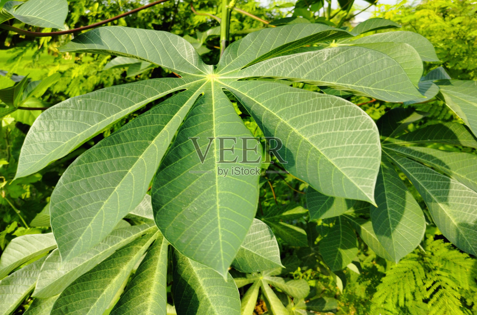 木薯叶的纹理照片摄影图片