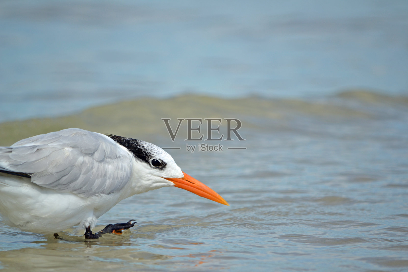 一只皇家燕鸥侧身站在佛罗里达州庞塞港海岸边的浅水中，正要挠脸。照片摄影图片