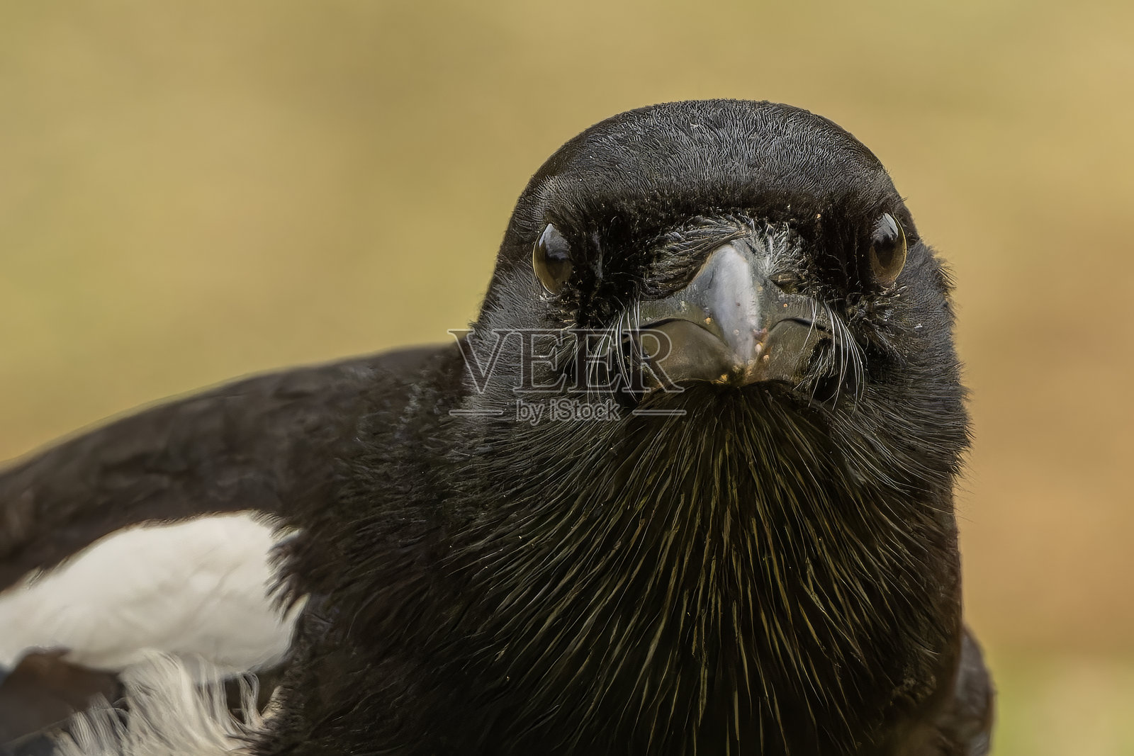 普通喜鹊照片摄影图片