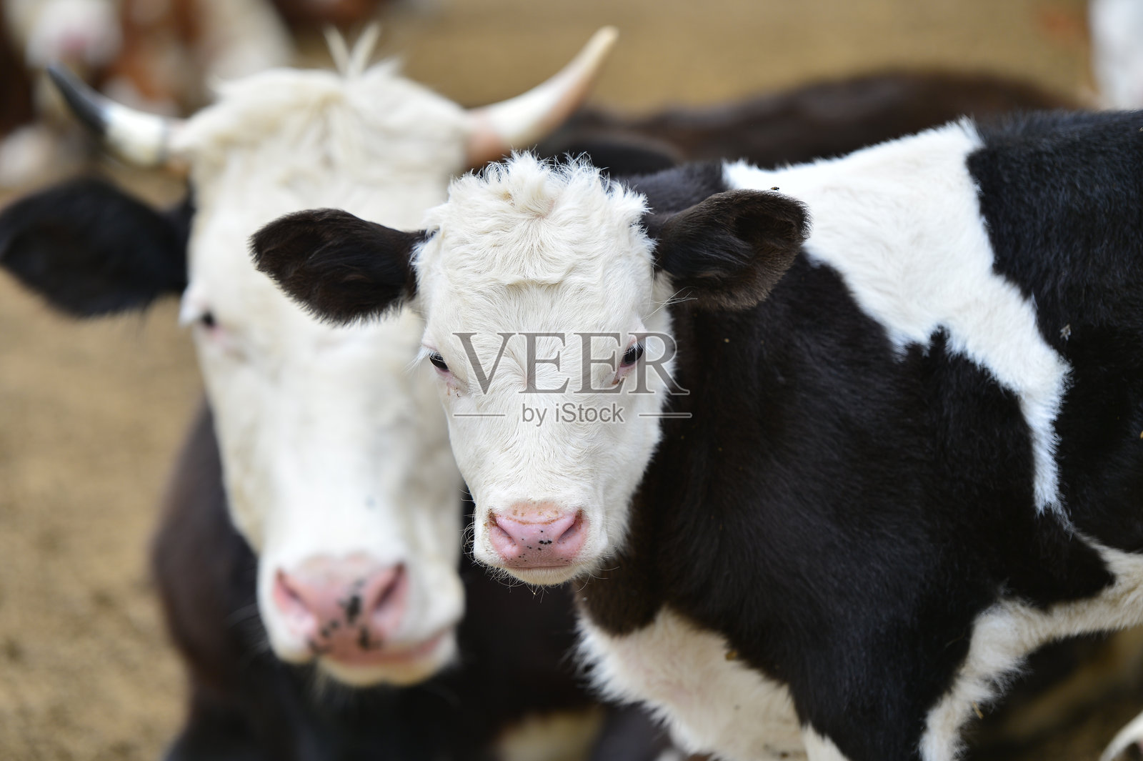 牛在牧场上吃草照片摄影图片