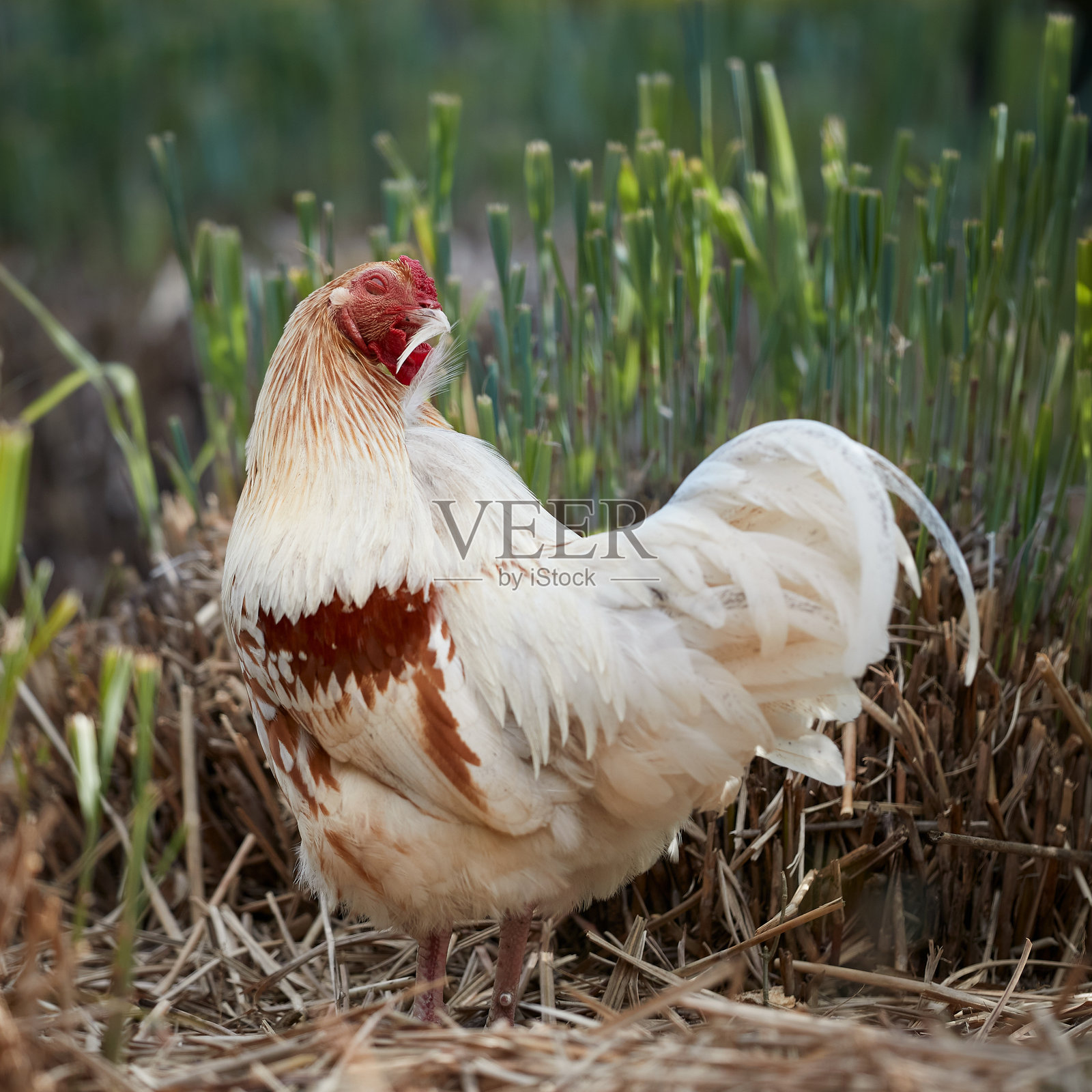 农场上的公鸡在啄羽毛照片摄影图片