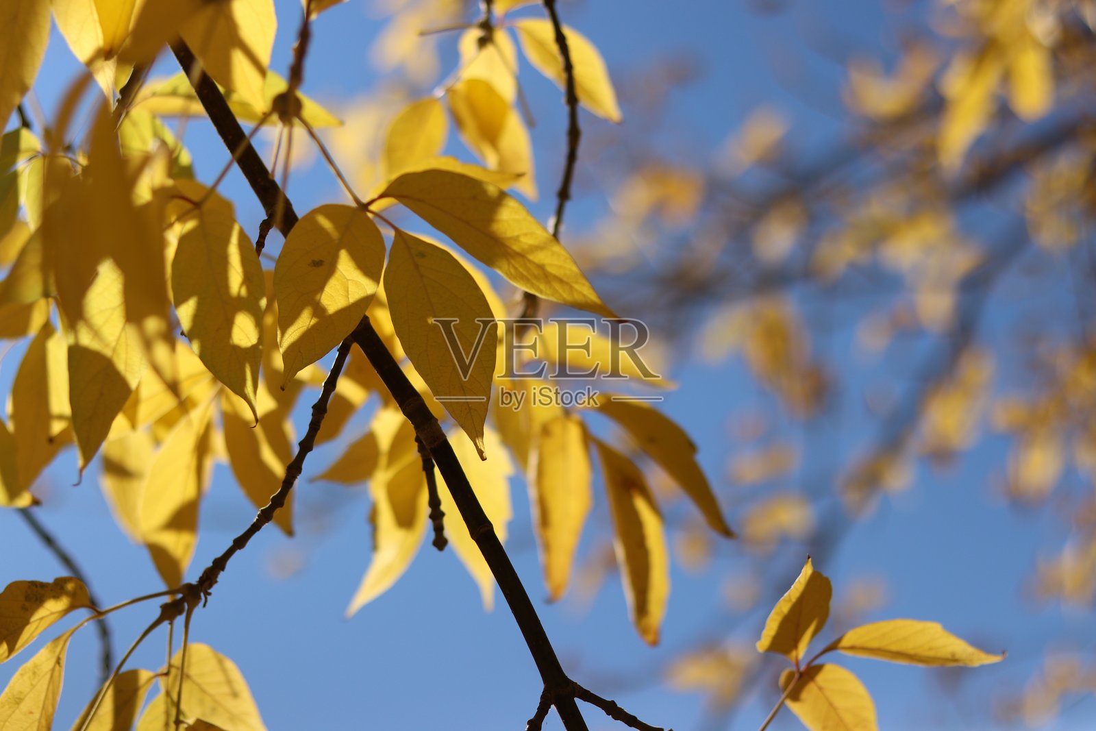 蓝天映衬下的黄色枫叶照片摄影图片