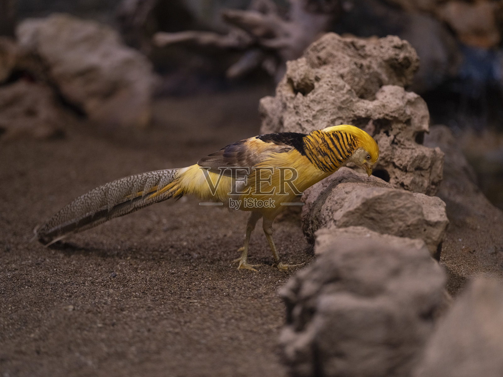 金雕照片摄影图片