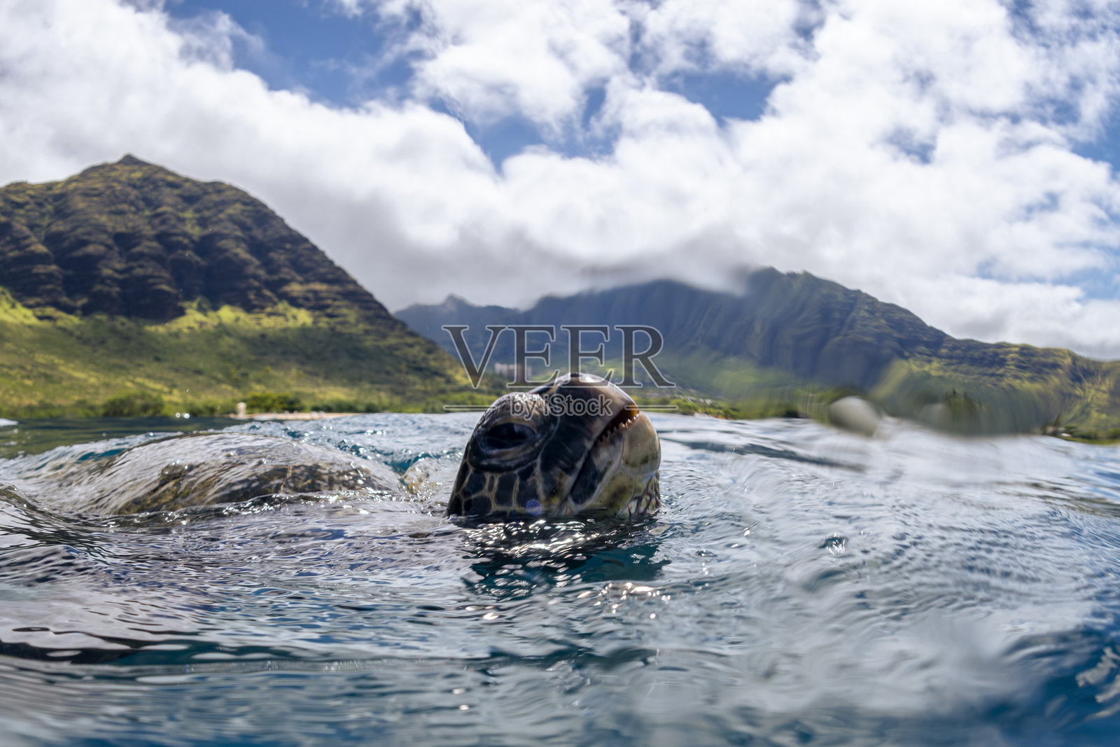 乌龟的呼吸照片摄影图片