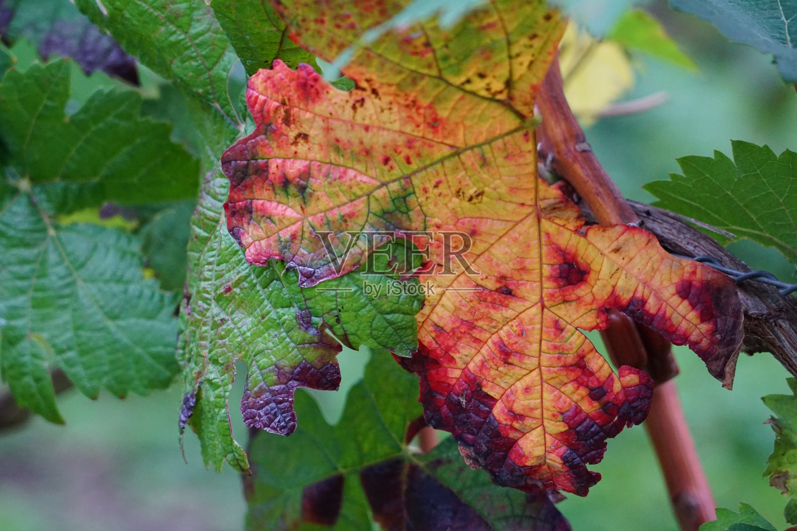 秋天的葡萄叶。欧洲的秋季葡萄园。摩泽尔谷的秋天。德国的秋季葡萄园。照片摄影图片