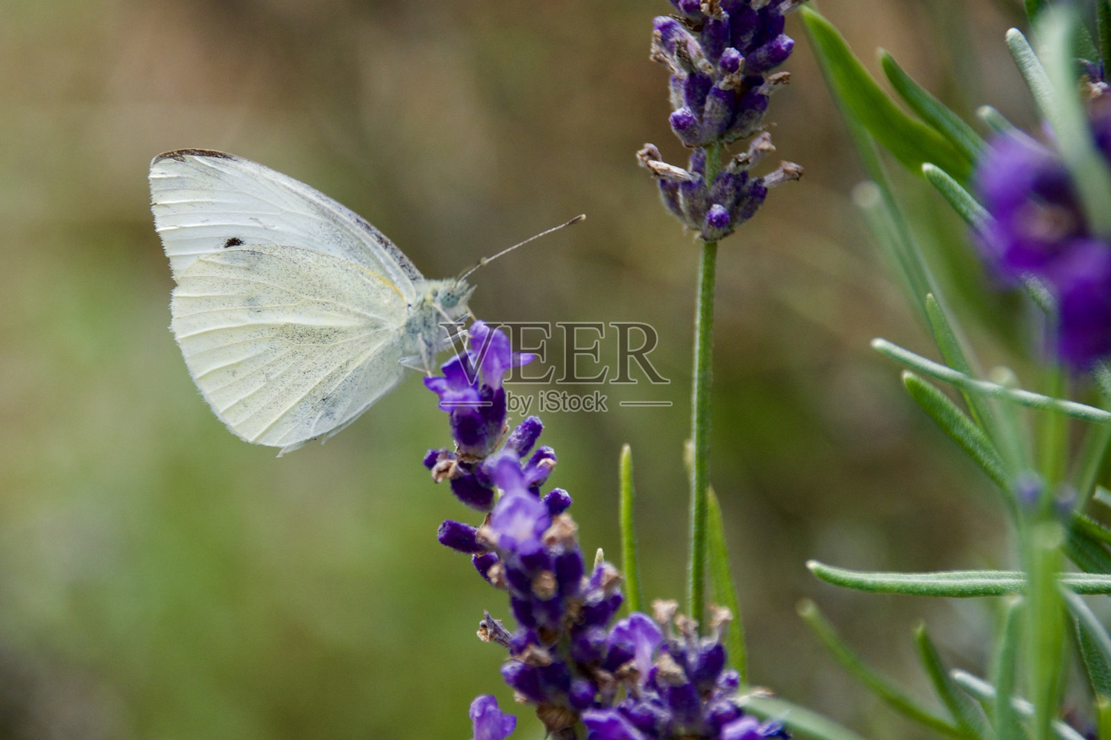 一只小蝴蝶在花朵上采集花粉和花蜜照片摄影图片