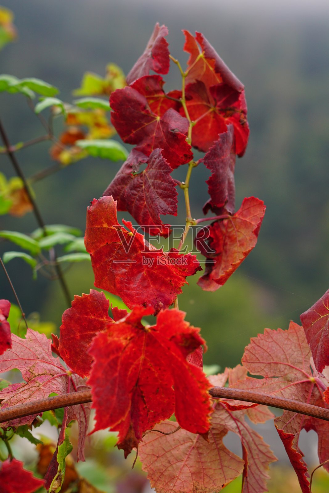 秋天的葡萄叶。欧洲的秋季葡萄园。摩泽尔谷的秋天。德国的秋季葡萄园。照片摄影图片