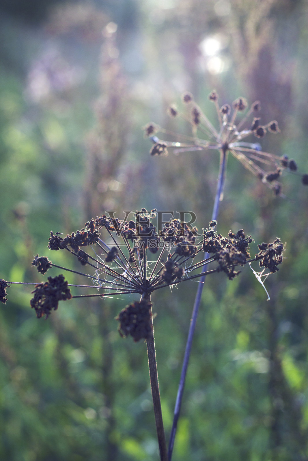 秋天的干草照片摄影图片