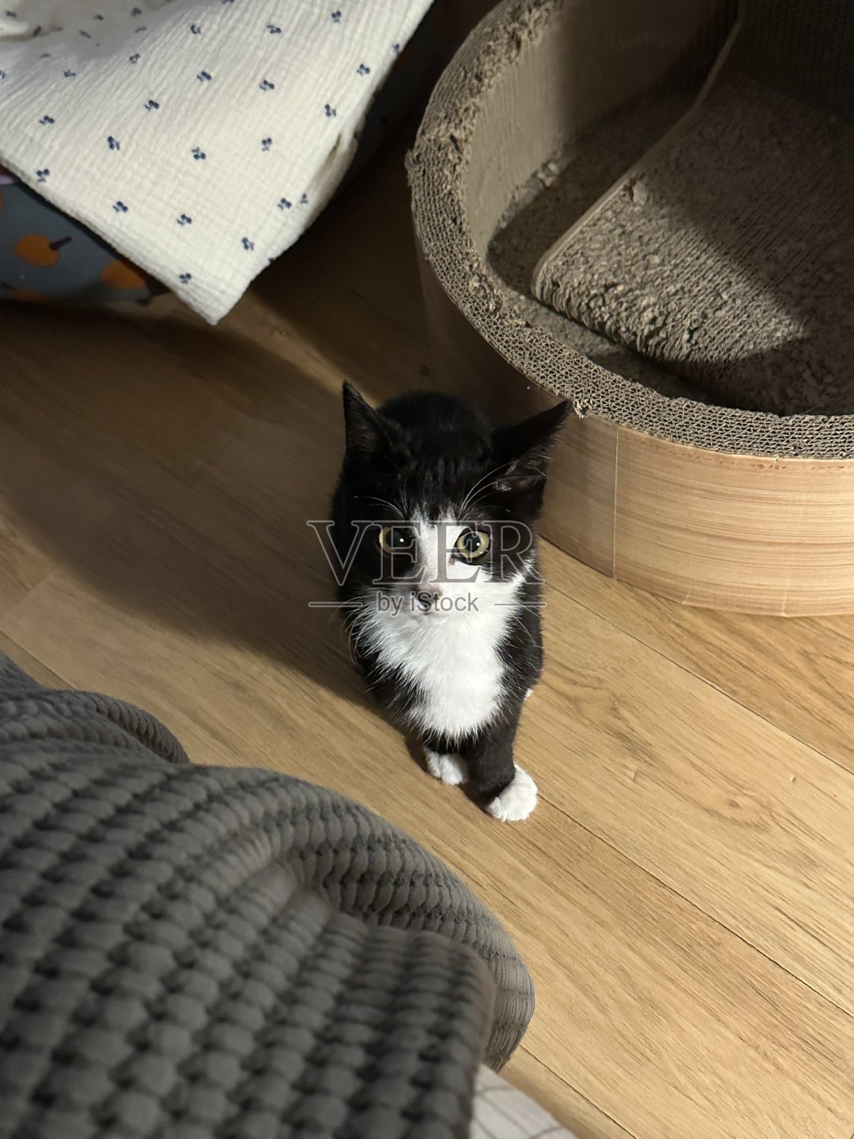 一只拥有光滑毛发和顽皮性格的印尼家猫，悠闲地躺在阳光明媚的地方。非常适合宠物摄影，展示当地猫咪在家中的魅力与美丽。照片摄影图片