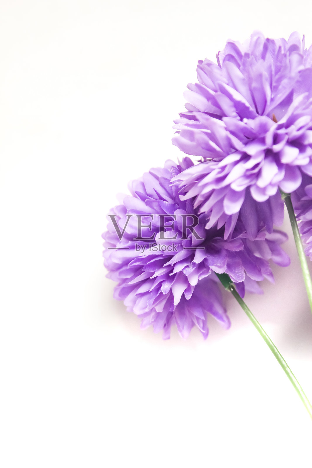 紫色人造花，负空间设计，孤立在白色背景上照片摄影图片