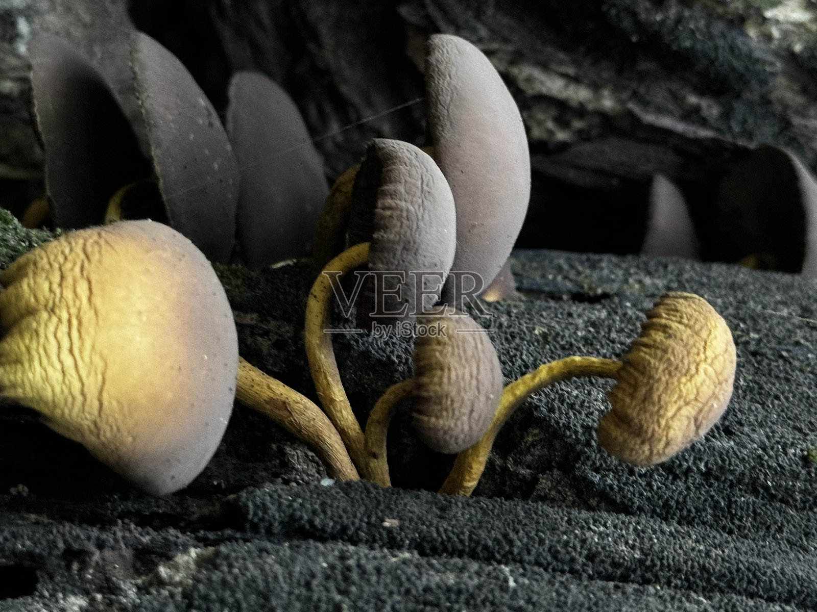 一群多样的蘑菇正在一块大石头上生长。照片摄影图片