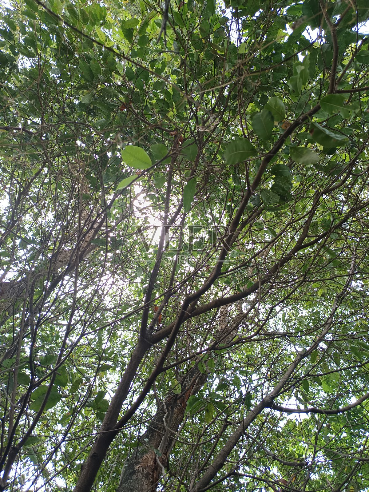 阴凉的叶子照片摄影图片