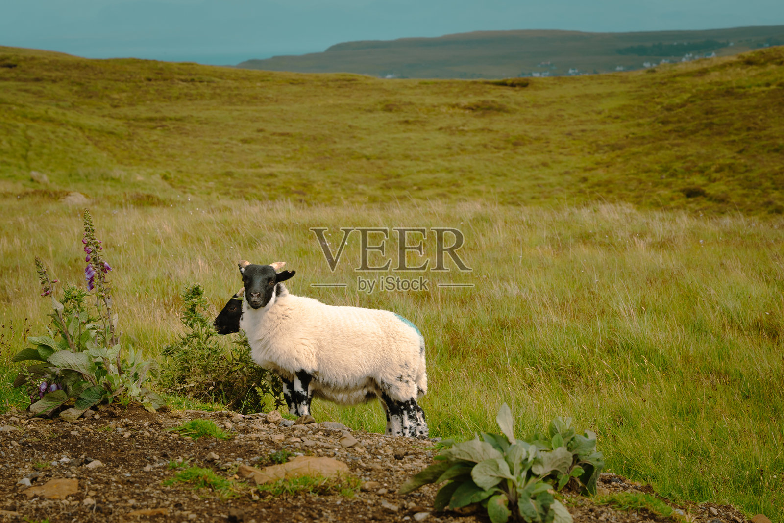斯凯岛上的羊。苏格兰高地。苏格兰，联合王国。尼斯湖。照片摄影图片