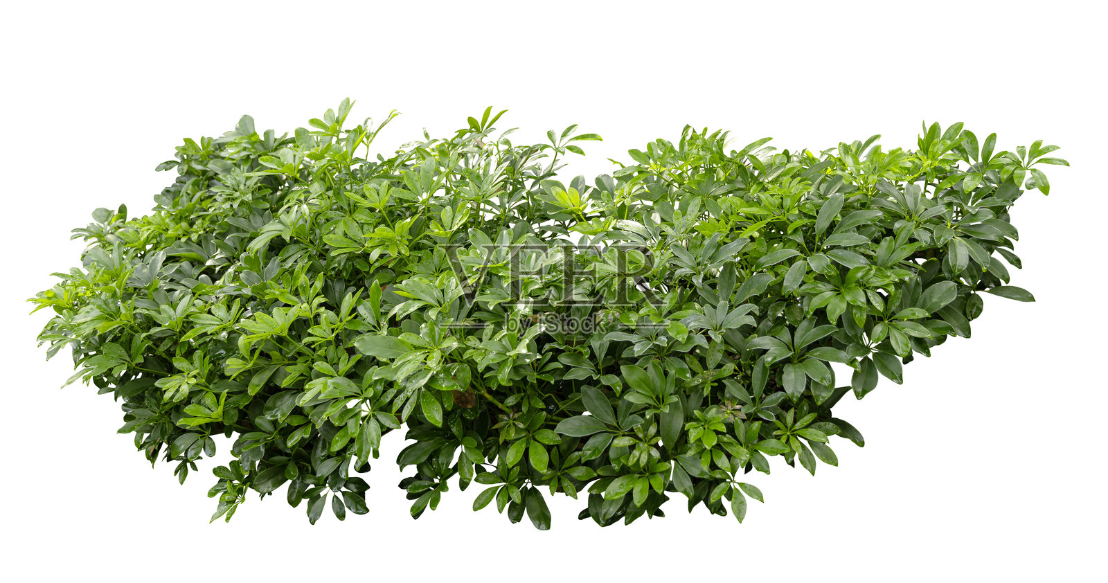 热带植物篱笆灌木绿色灌木树木，白色背景下带有抠图路径。照片摄影图片