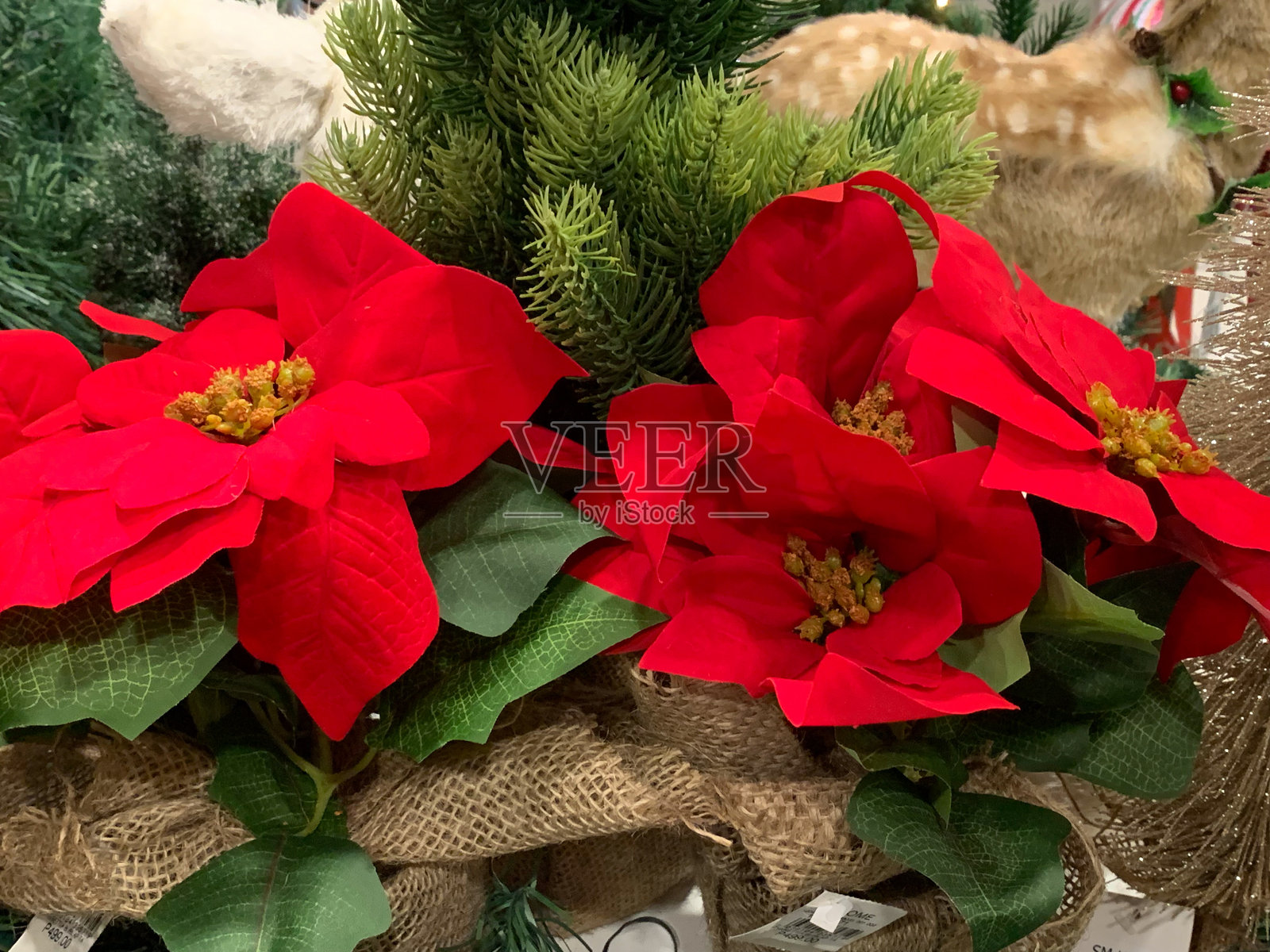 三盆圣诞红的展示照片摄影图片