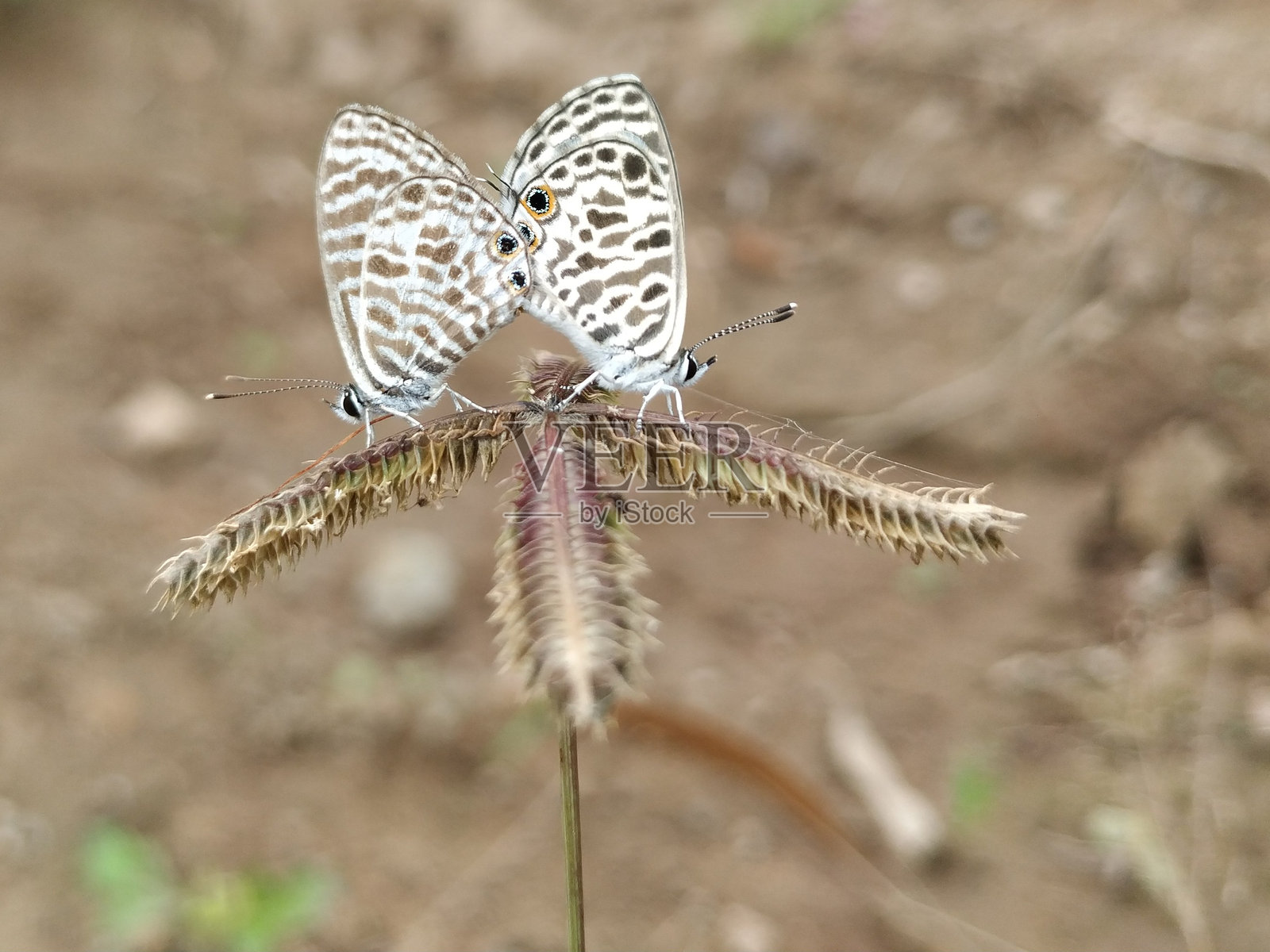 蝴蝶之恋照片摄影图片