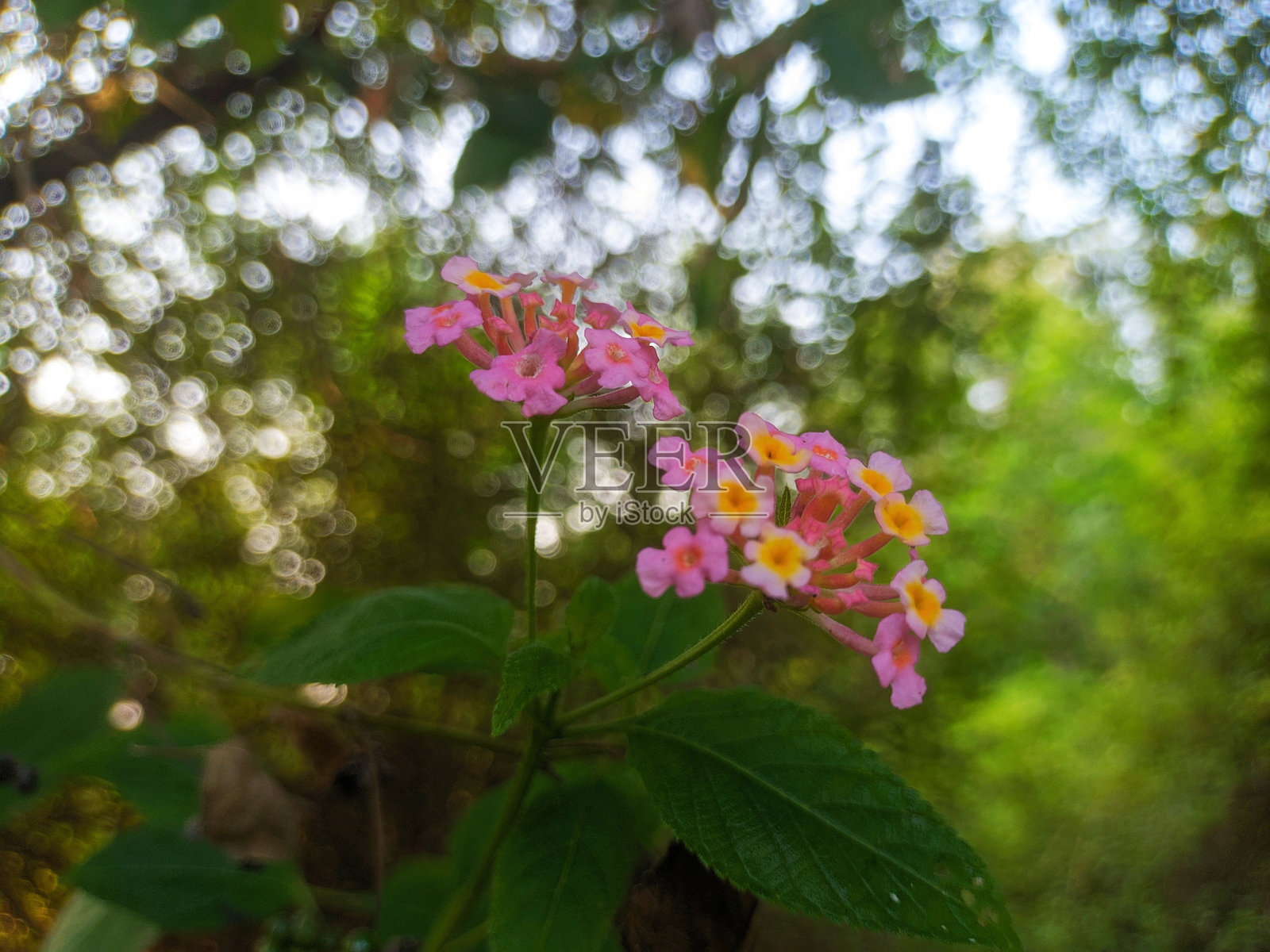 常见五色梅（Lantana camara）是一种属于马鞭草科（Verbenaceae）的开花植物。照片摄影图片