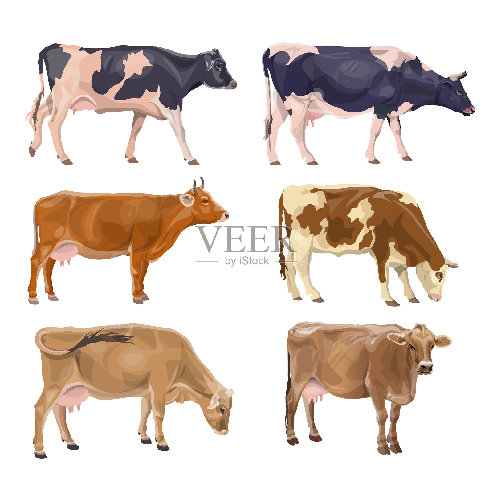 不同品种的牛群插画图片素材
