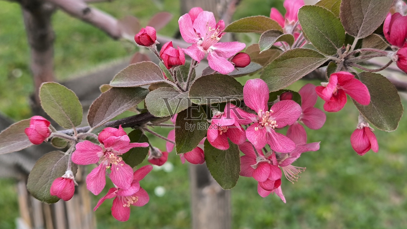 春天盛开的苹果树枝特写照片摄影图片