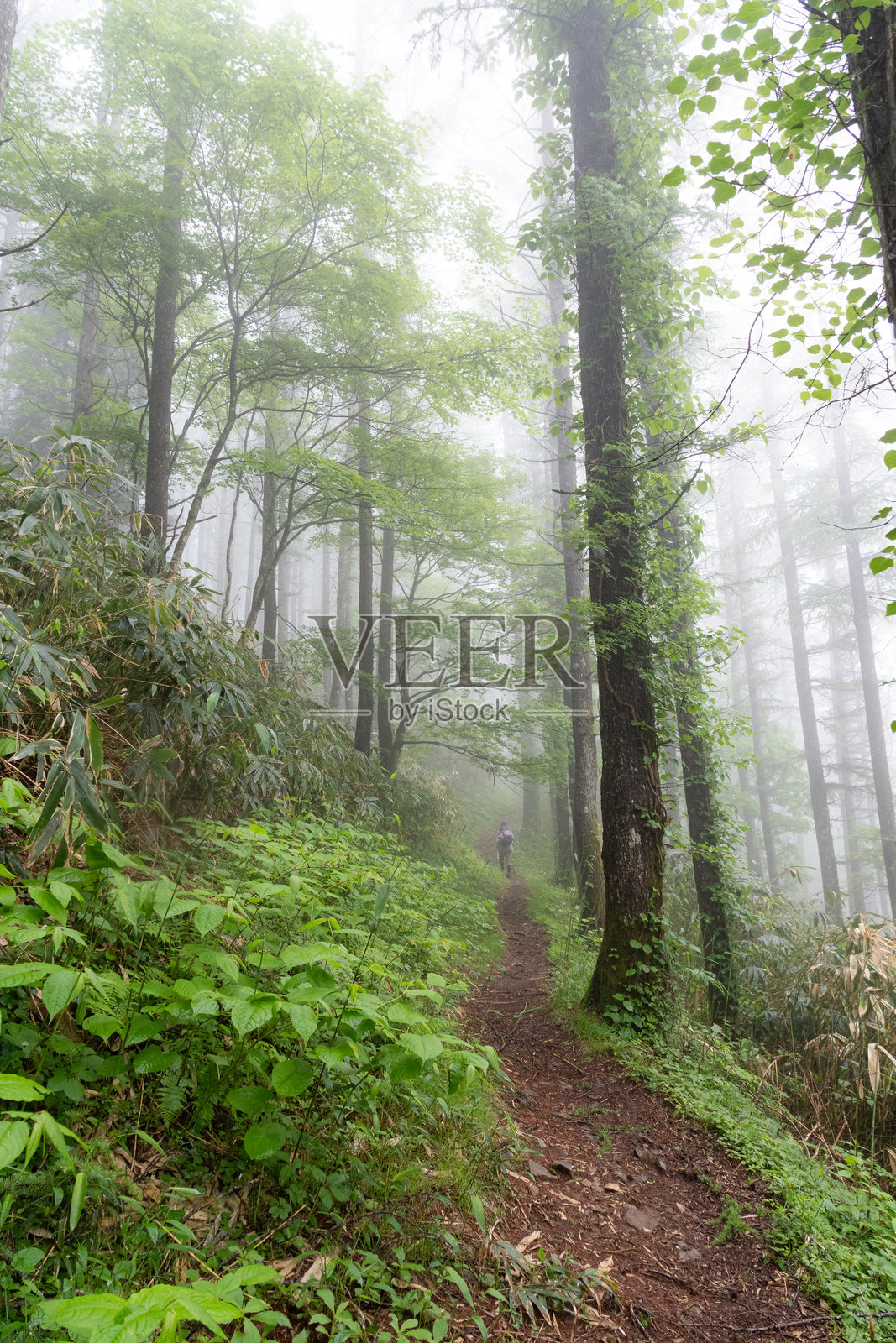 被雾气笼罩的山间小径照片摄影图片