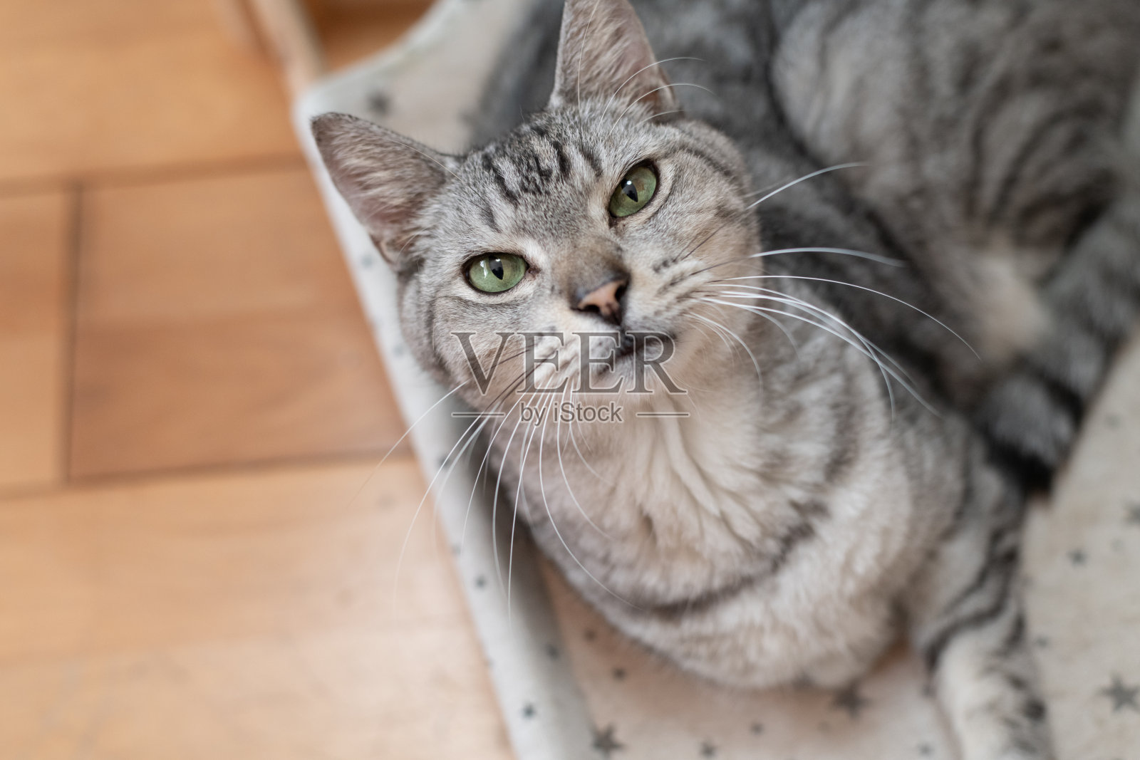 可爱的猫咪仰望着天空照片摄影图片