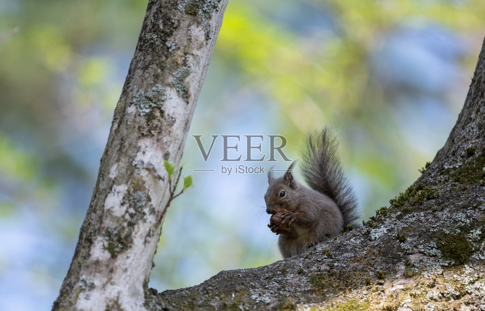 树上的日本松鼠照片摄影图片