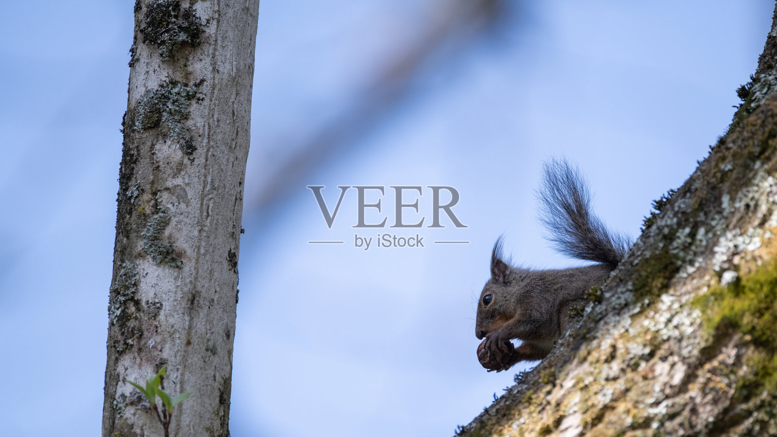 树上的日本松鼠照片摄影图片