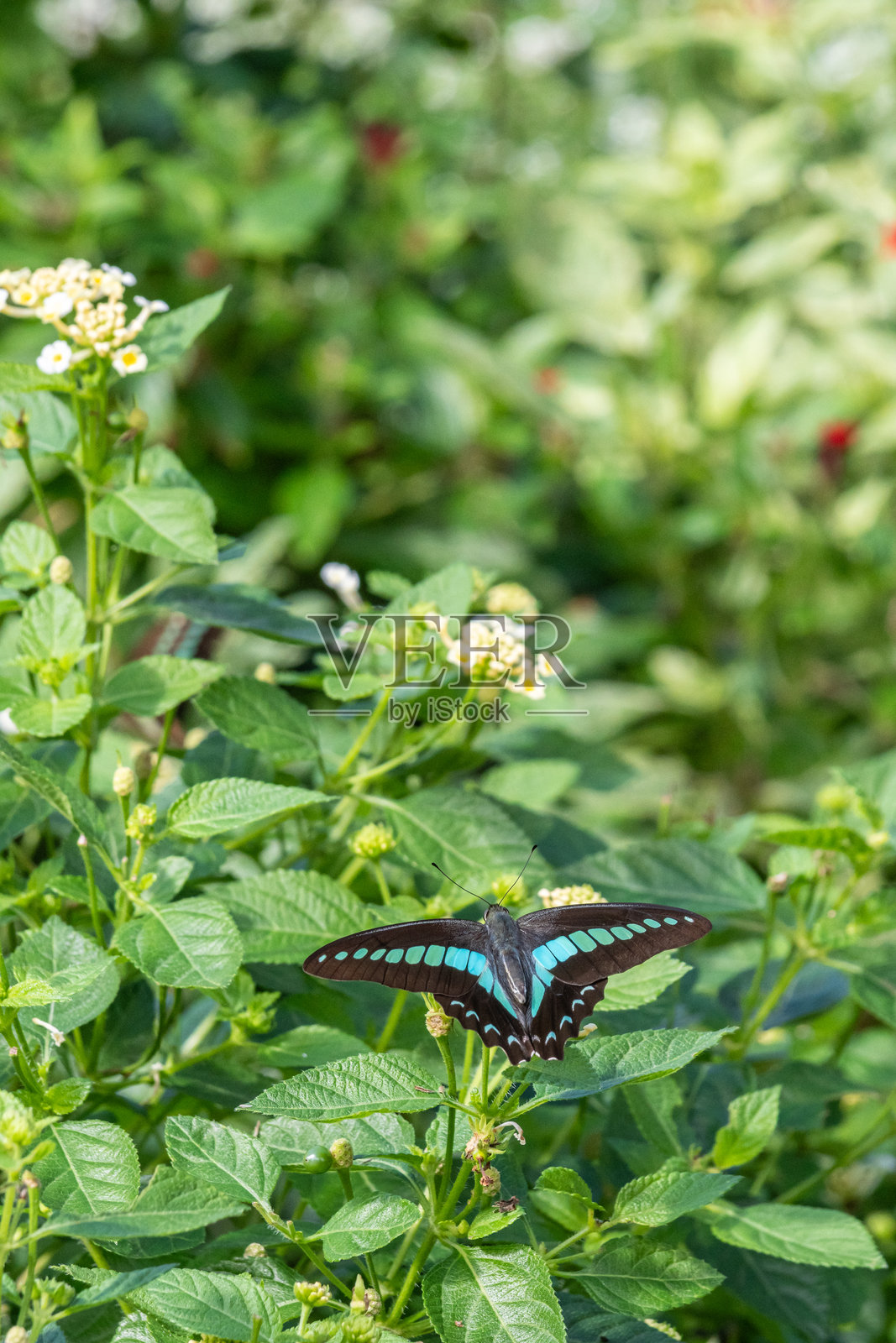 普通蓝瓶蝶展开翅膀照片摄影图片