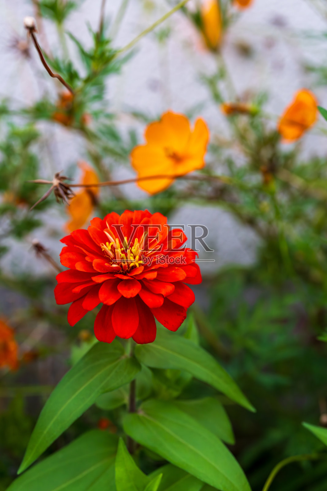常见的百日草种植在花坛中照片摄影图片