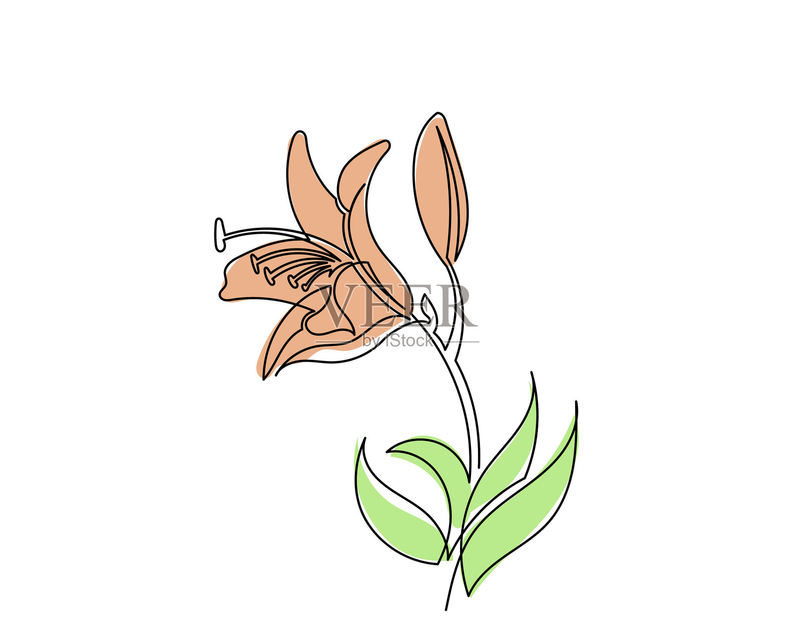 百合花矢量图，一笔勾勒的百合花。插画图片素材