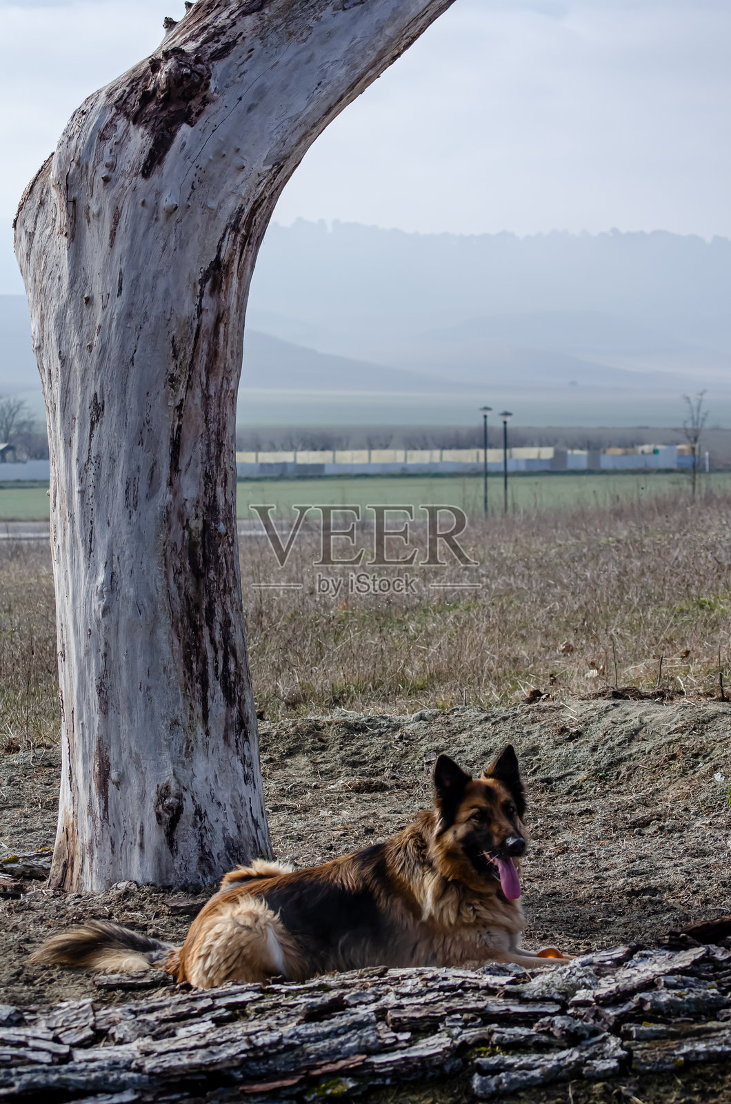 德国牧羊犬在田野中自由地玩耍，和橡胶球一起。照片摄影图片