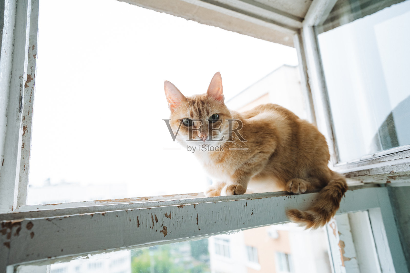 一只短毛家猫坐在窗台上，属于猫科，体型小到中等的肉食动物，胡须向外伸展，毛发光亮。照片摄影图片