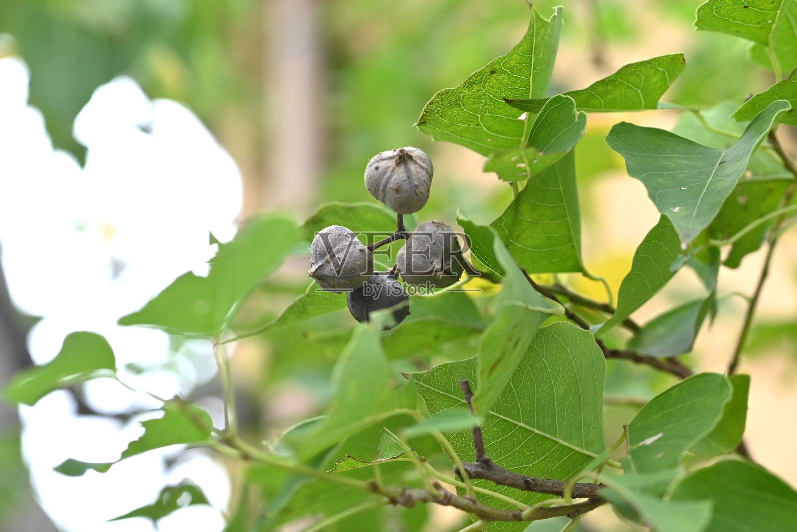 中国蜡树（Triadica sebifera）果实。大戟科落叶树。照片摄影图片