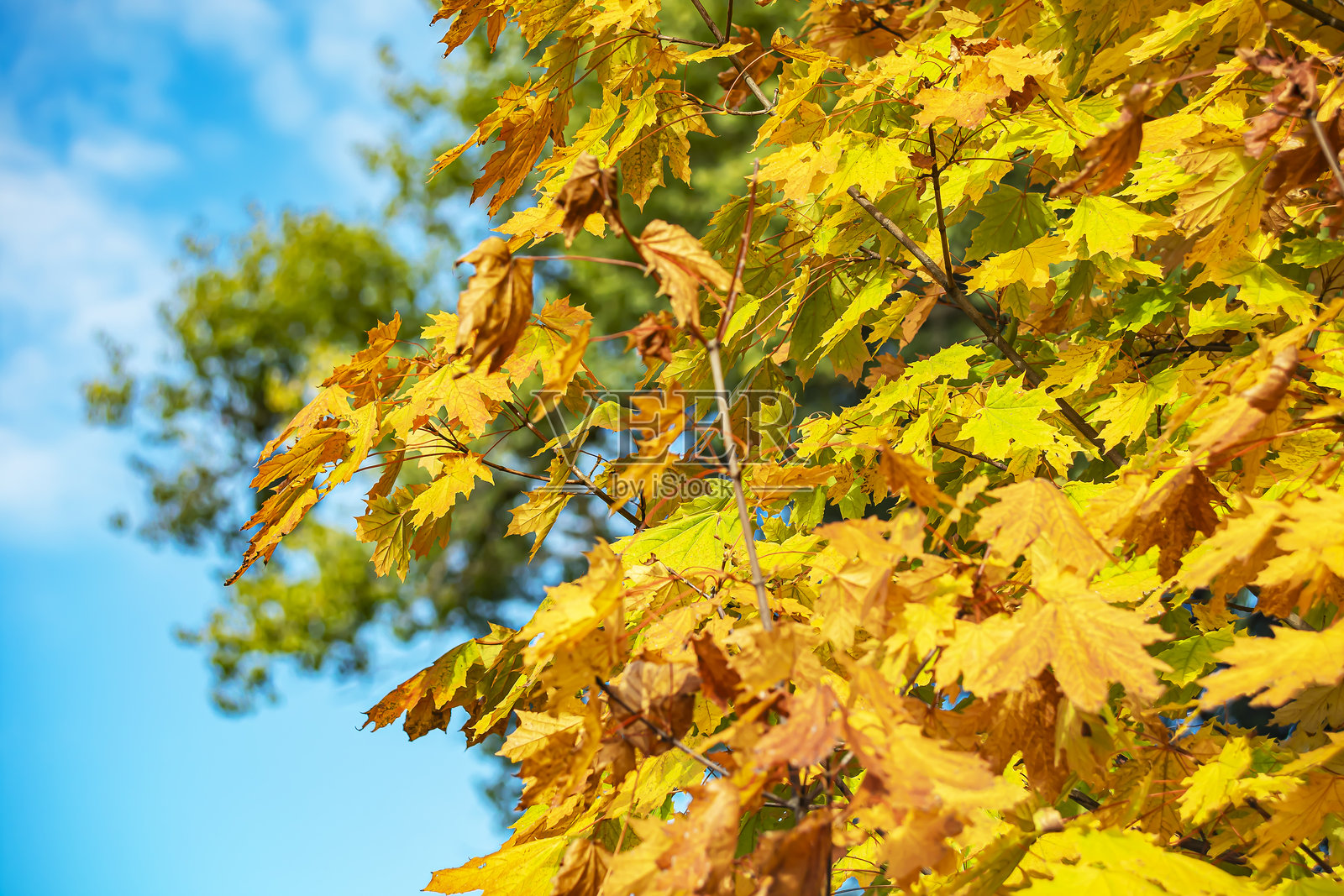 秋天的枫叶特写。照片摄影图片