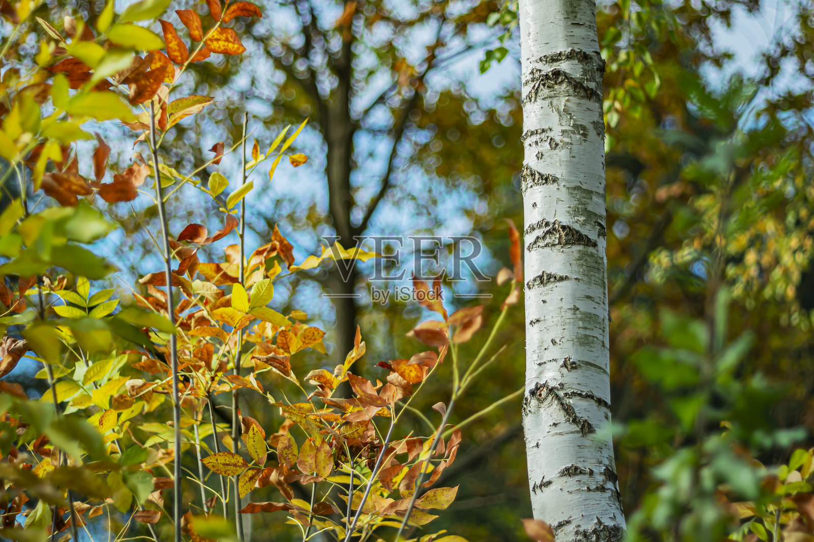 白桦树干。照片摄影图片