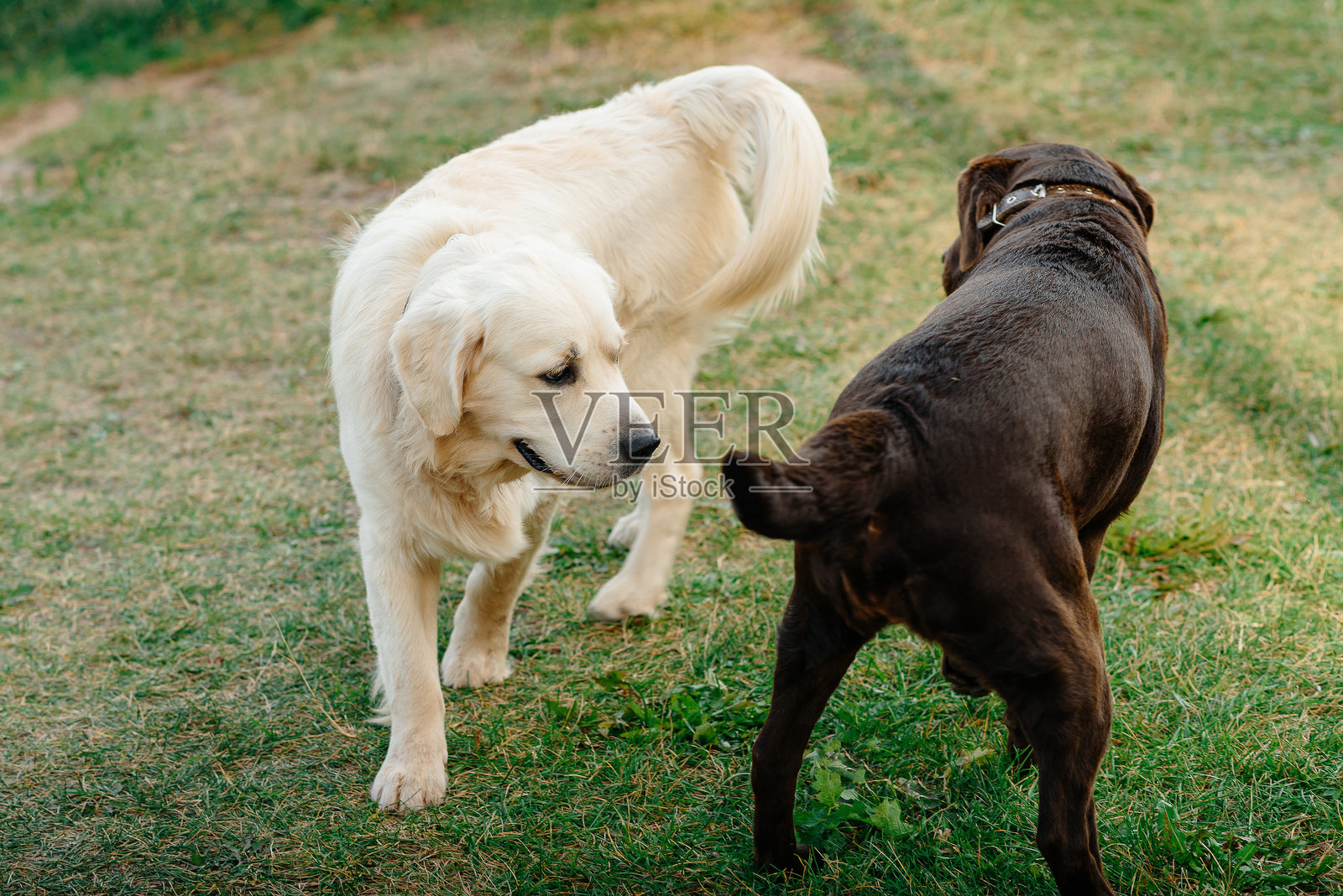 两只狗在公园散步时交流照片摄影图片