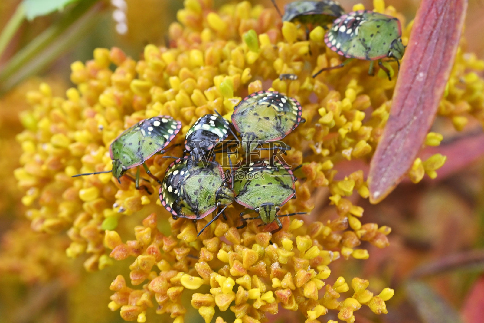 南方绿臭虫（Nezara viridula）在金色蕾丝花周围聚集。照片摄影图片
