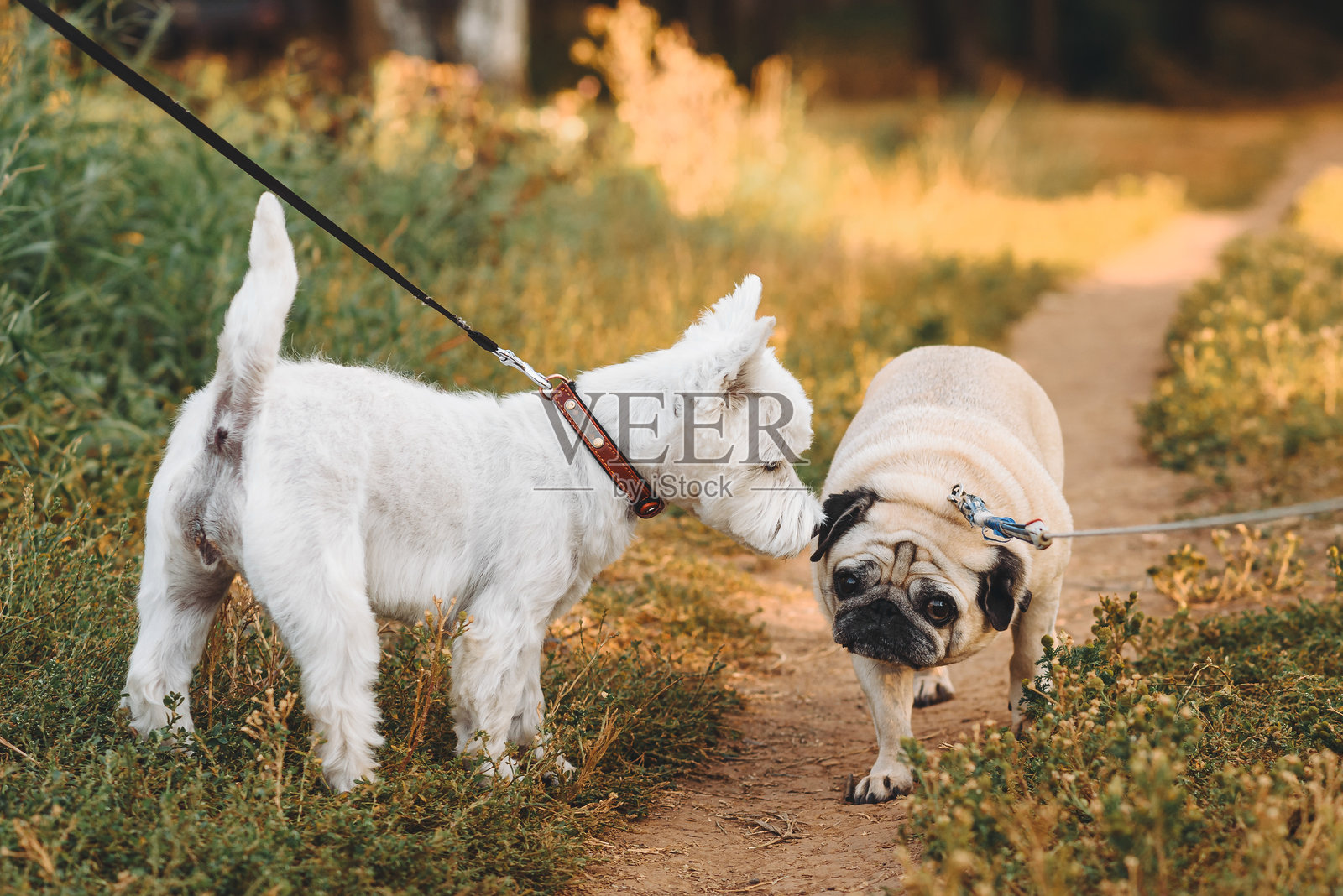 狗在公园散步照片摄影图片