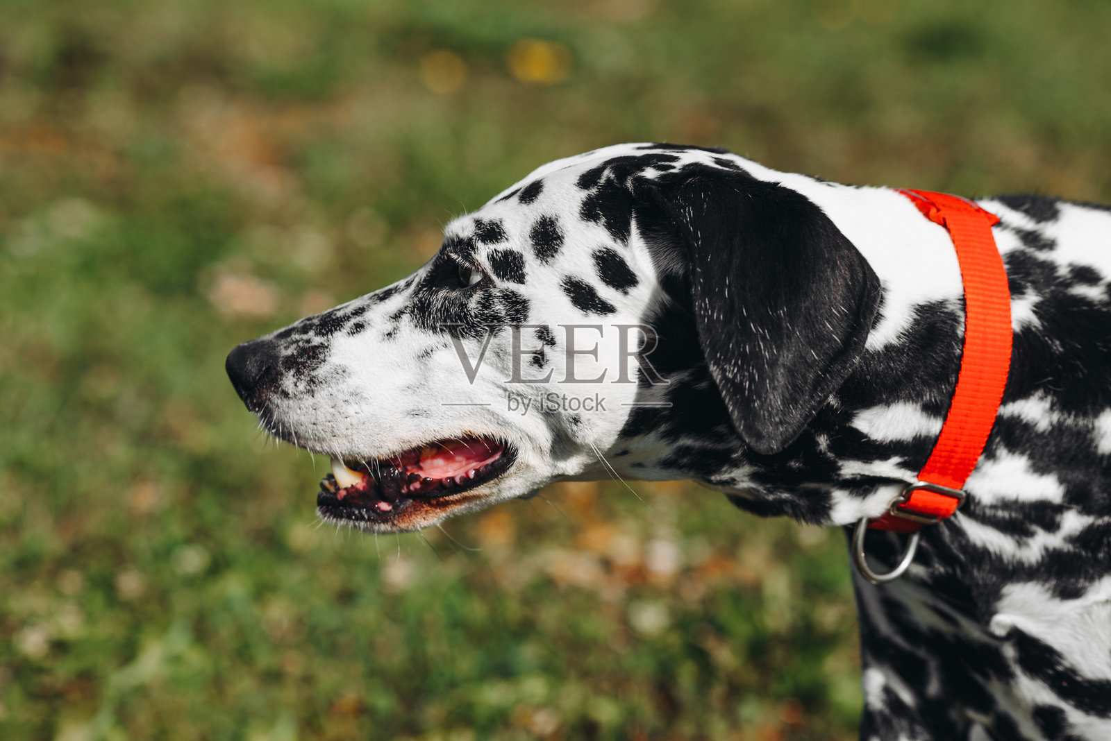 狗在公园散步照片摄影图片