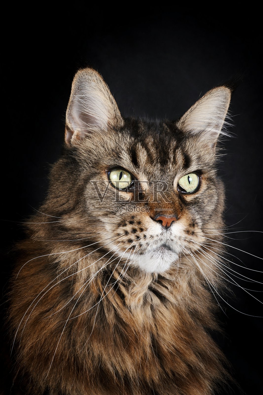 缅因猫照片摄影图片