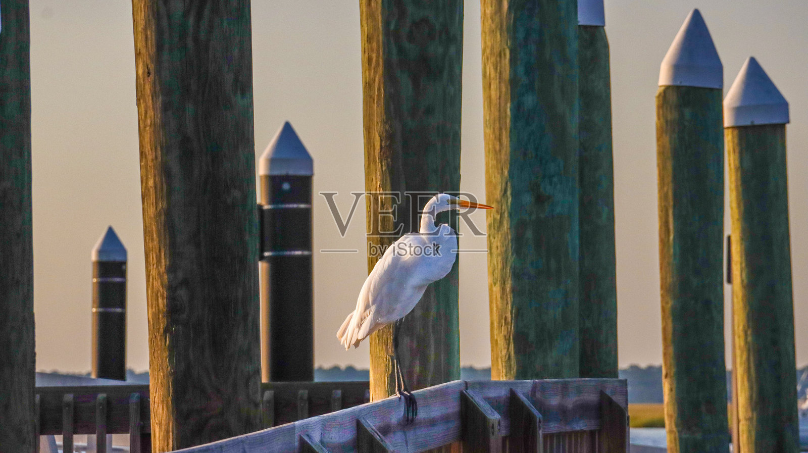 我不后悔在这里照片摄影图片
