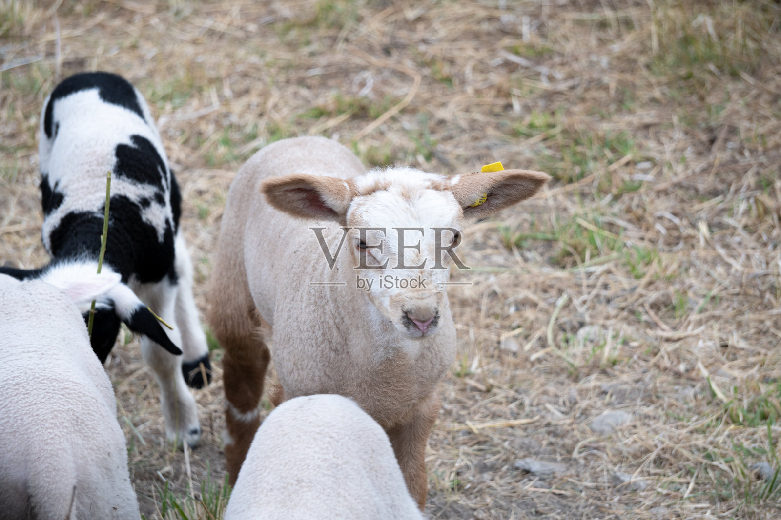 一只年轻的棕色小羊在羊群中照片摄影图片