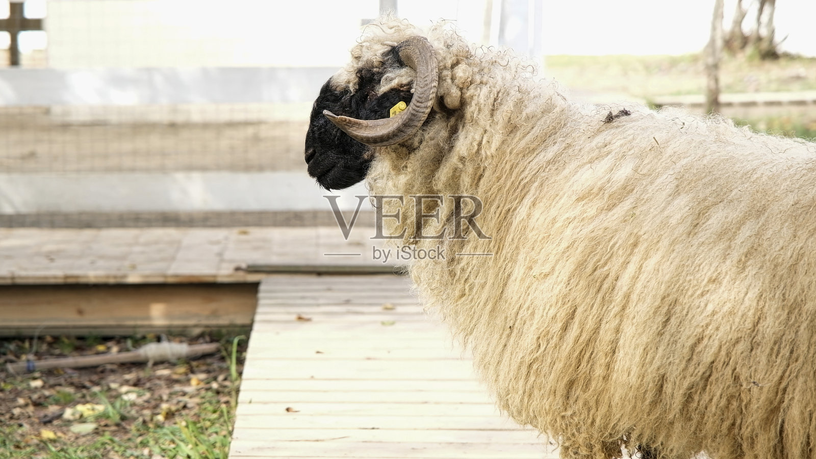 剃毛的羊在草地上休息，安静地观察周围环境照片摄影图片