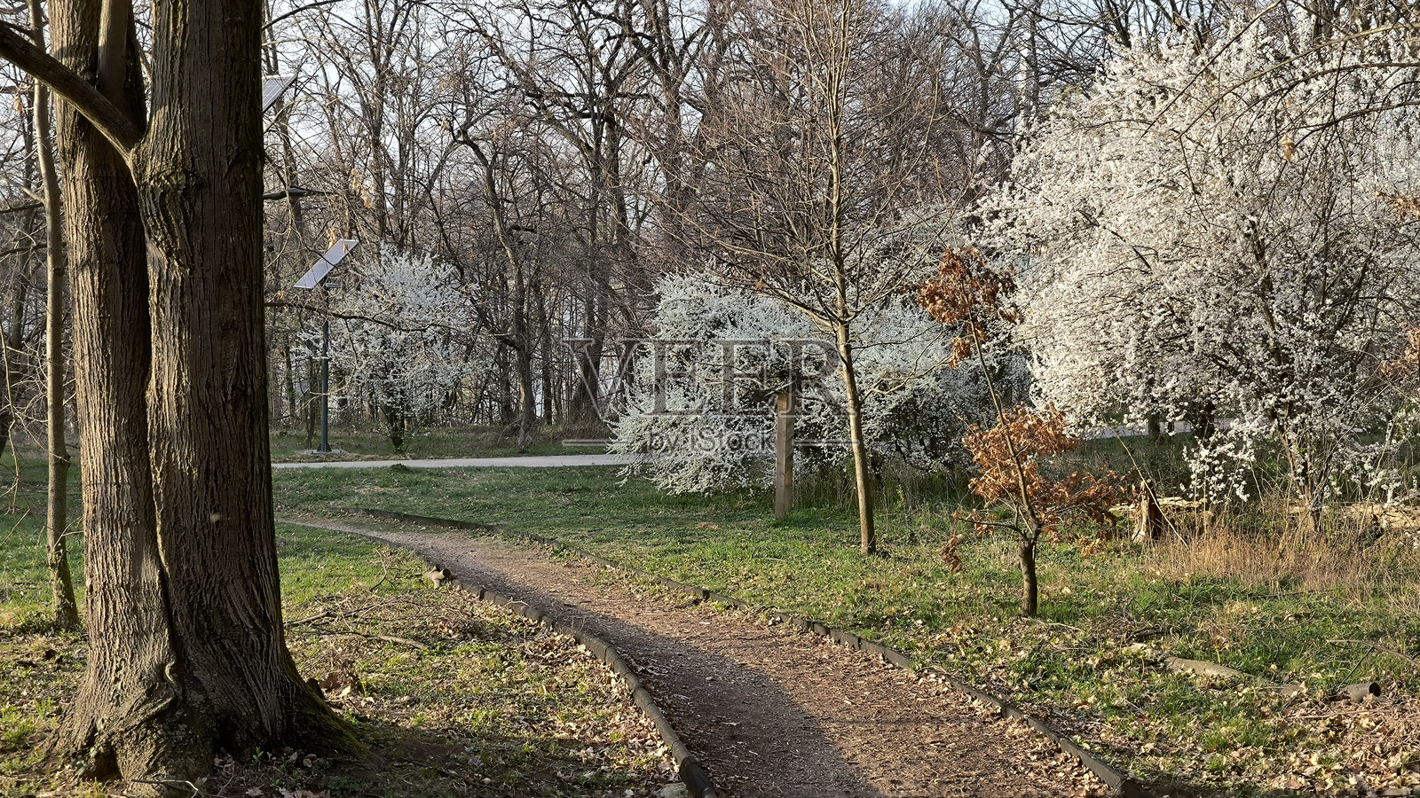 阳光明媚的春日城市公园照片摄影图片