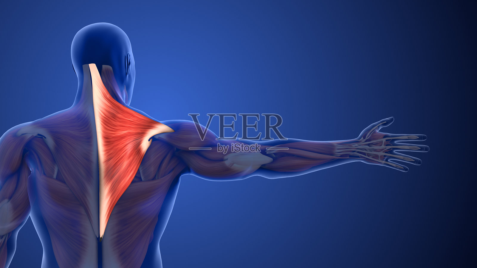支持肩部和颈部运动的斜方肌照片摄影图片